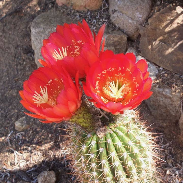 Echinopsis x huascha hybrid - 2-inch Grower Pot for wholesale by Best Plant Friend