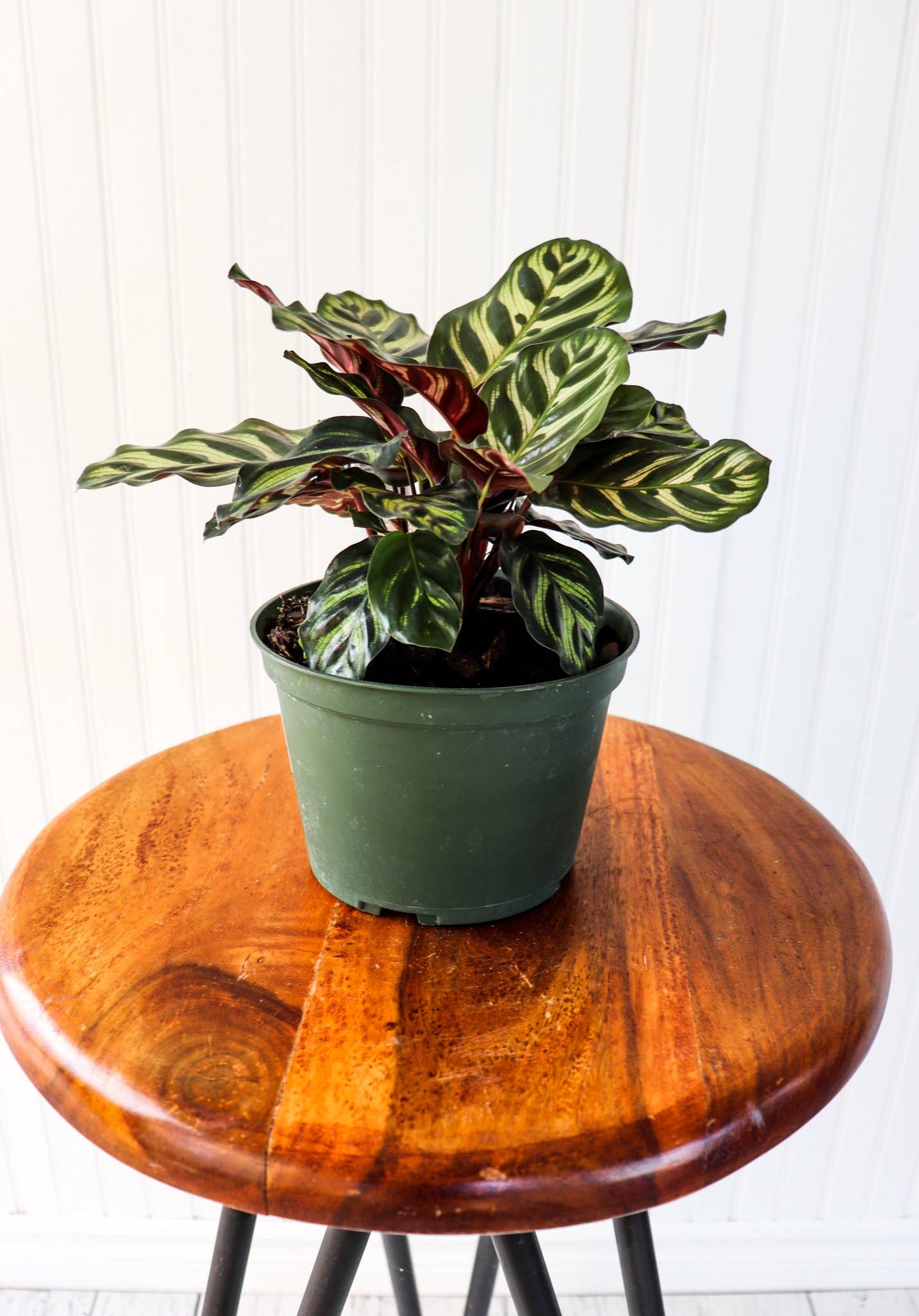 Anna's Garden, Home and Wellness - Wholesale Live Plant - 6" Calathea Assorted2