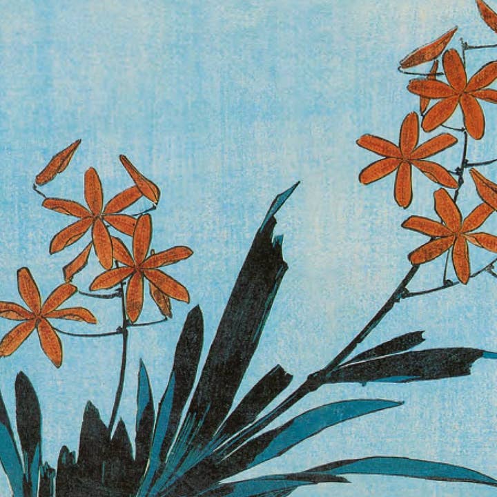 FANGE 12X12 DOPPELKARTEN SNC 30709 für den Großhandel von Phenicia