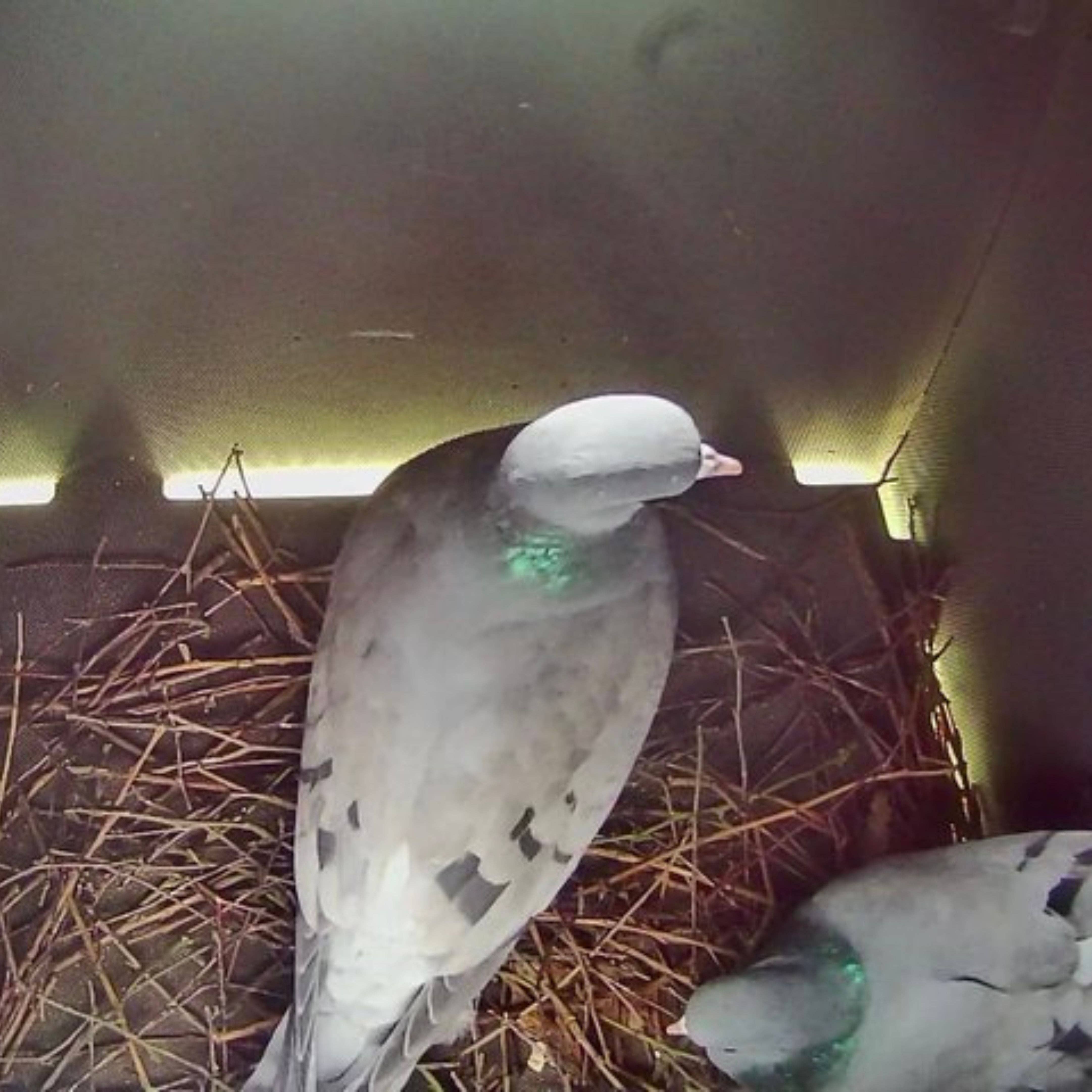 Green Feathers - Vendita all'ingrosso Casette per uccelli - Bird Box e telecamera per animali selvatici con connessione via cavo HD (solo fotocamera)1