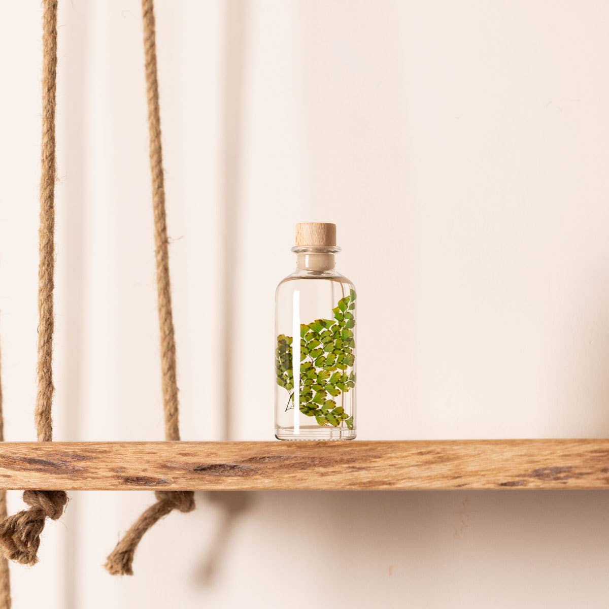 Theophile Berthon - Wholesale Live Plant - Herbarium Fern Luthi submerged plant13