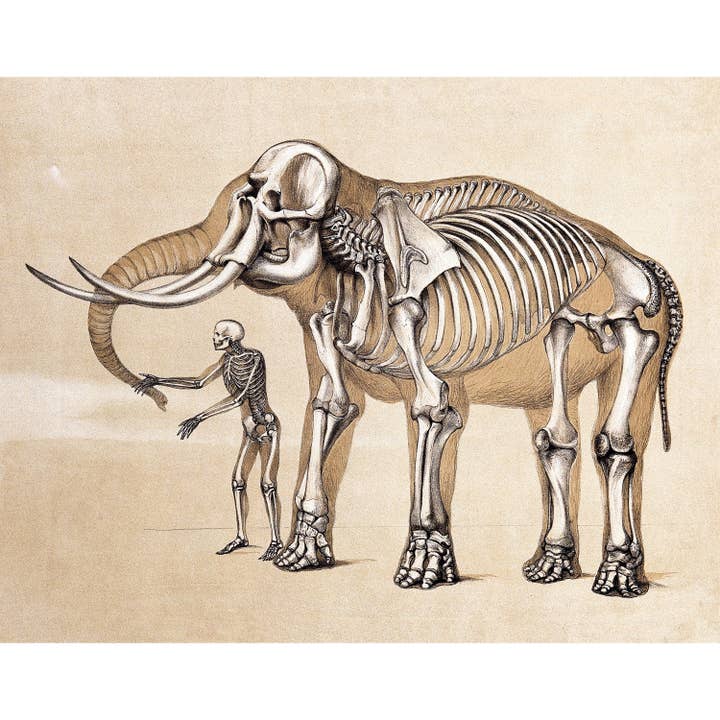 Rock Paper Scissors Wall Art – Impressão artística por atacado – Impressão de anatomia humana e elefante | Ilustração anatômica vintage | Ossos antigos | Arte de parede de esqueleto | Presente de veterinário e médico