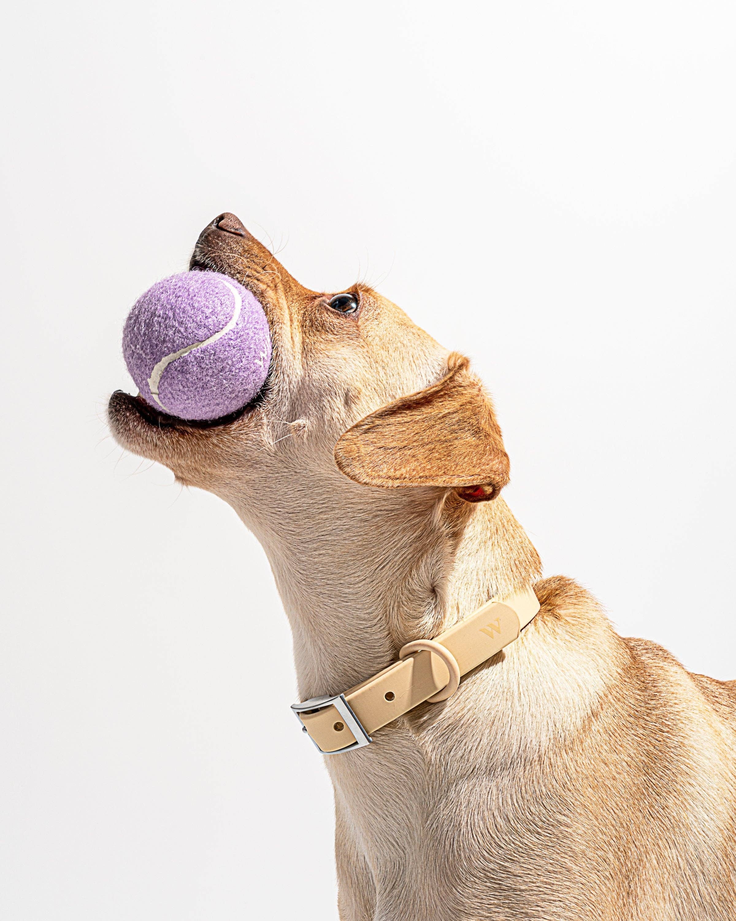 Wild One - Wholesale Pet Fetch Ball - Dog - 4 Tennis Balls3