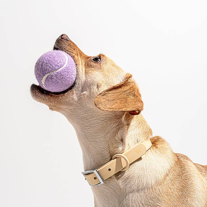 Wild One - Wholesale Pet fetch ball – Dog - 4 Tennis Balls3