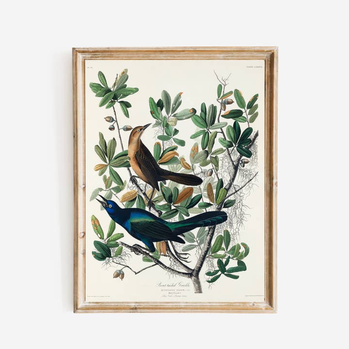 19th c. Boat-Tailed Grackle Birds Antique Print for wholesale by Sea to Skye