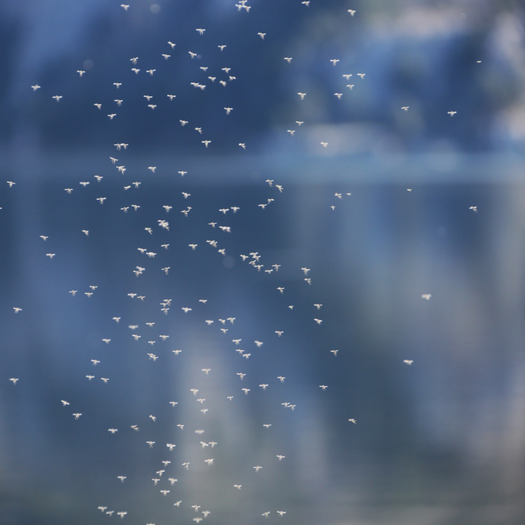 MISS MERLE Duftmanufaktur - Wholesale Jar/Filled Candle - Scented Candle MOSQUITO REPELLENT 150g – Citronella against Mosquitoes1