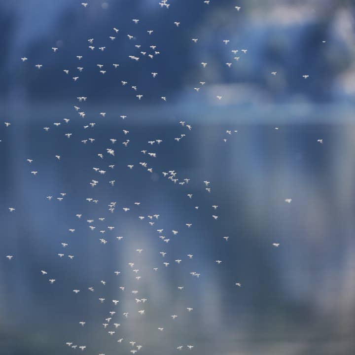 MISS MERLE Duftmanufaktur - Wholesale Jar/Filled Candle - Scented Candle MOSQUITO REPELLENT 150g – Citronella against Mosquitoes1