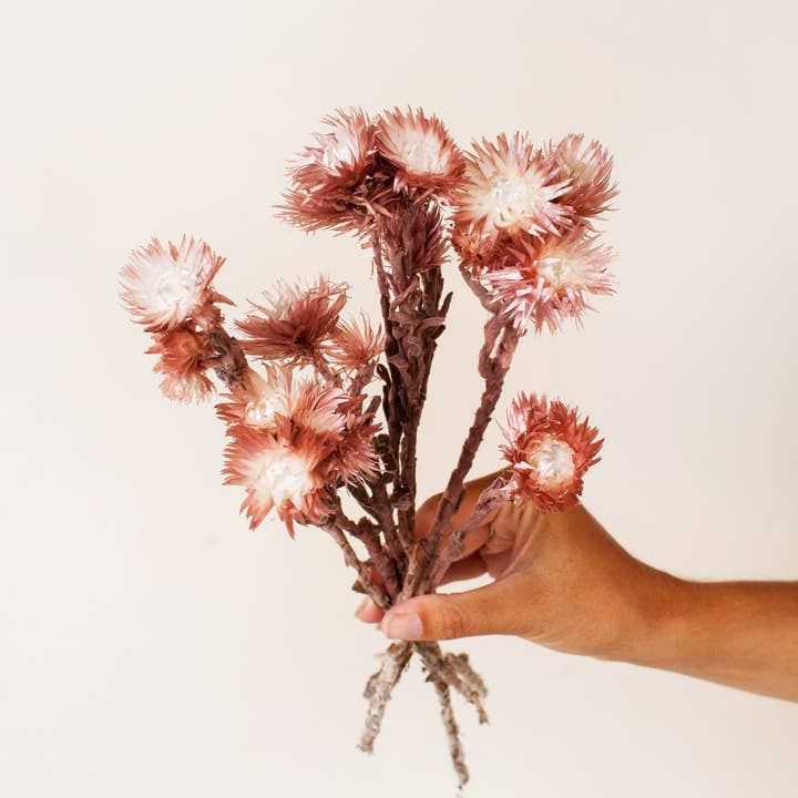 Idlewild Floral Co. - Wholesale Dried/Pressed Flowers - Preserved Mauve Silver Daisy
