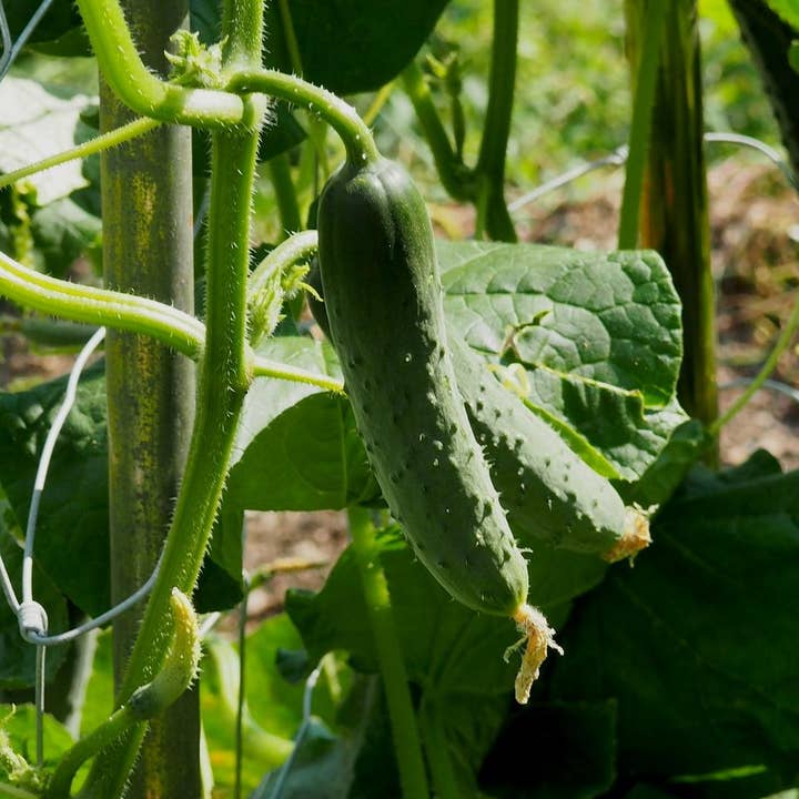 Sow True Seed - Wholesale Plant Seeds - Pickling Cucumber Seeds - Bushy
