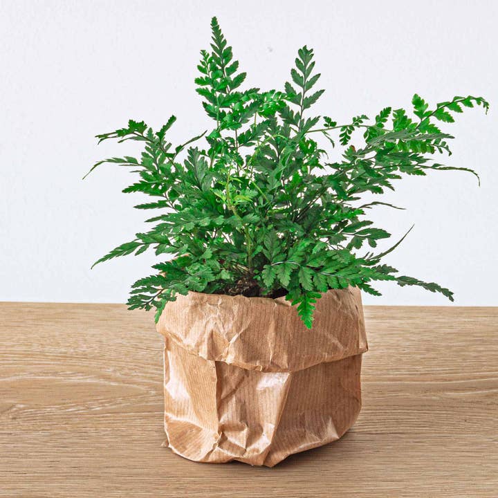 Trendhero.nl/b2b - Wholesale Live Plant - Fern - Athyrium spicatum - Terrarium plant3
