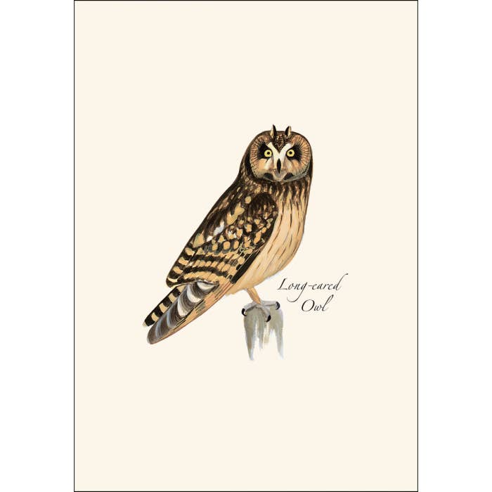 Earth Sky + Water - Wholesale Stationery/Notecard Set - Sibley Owl Assortment3