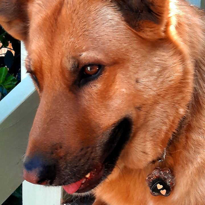 Secret Synergy Stones - Wholesale Pet Collar Charm - Cat/Dog - EMF 5G Pet Protection Orgone Crystal Dog Charm over 30 lbs3