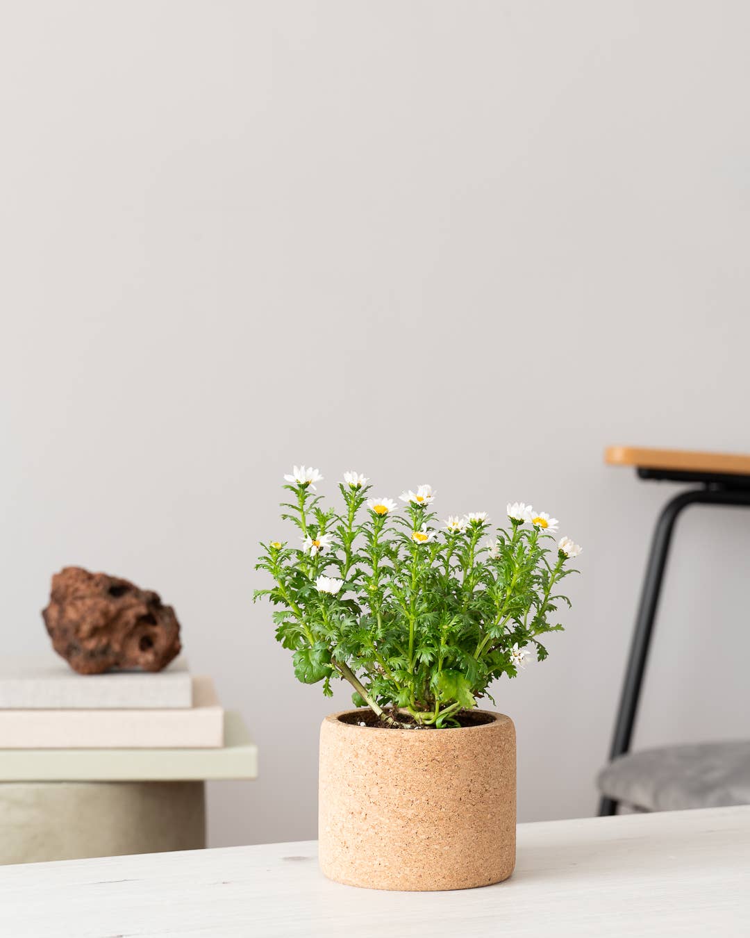 Life in a bag - Wholesale Plant Pot - Grow Cork Chamomile1