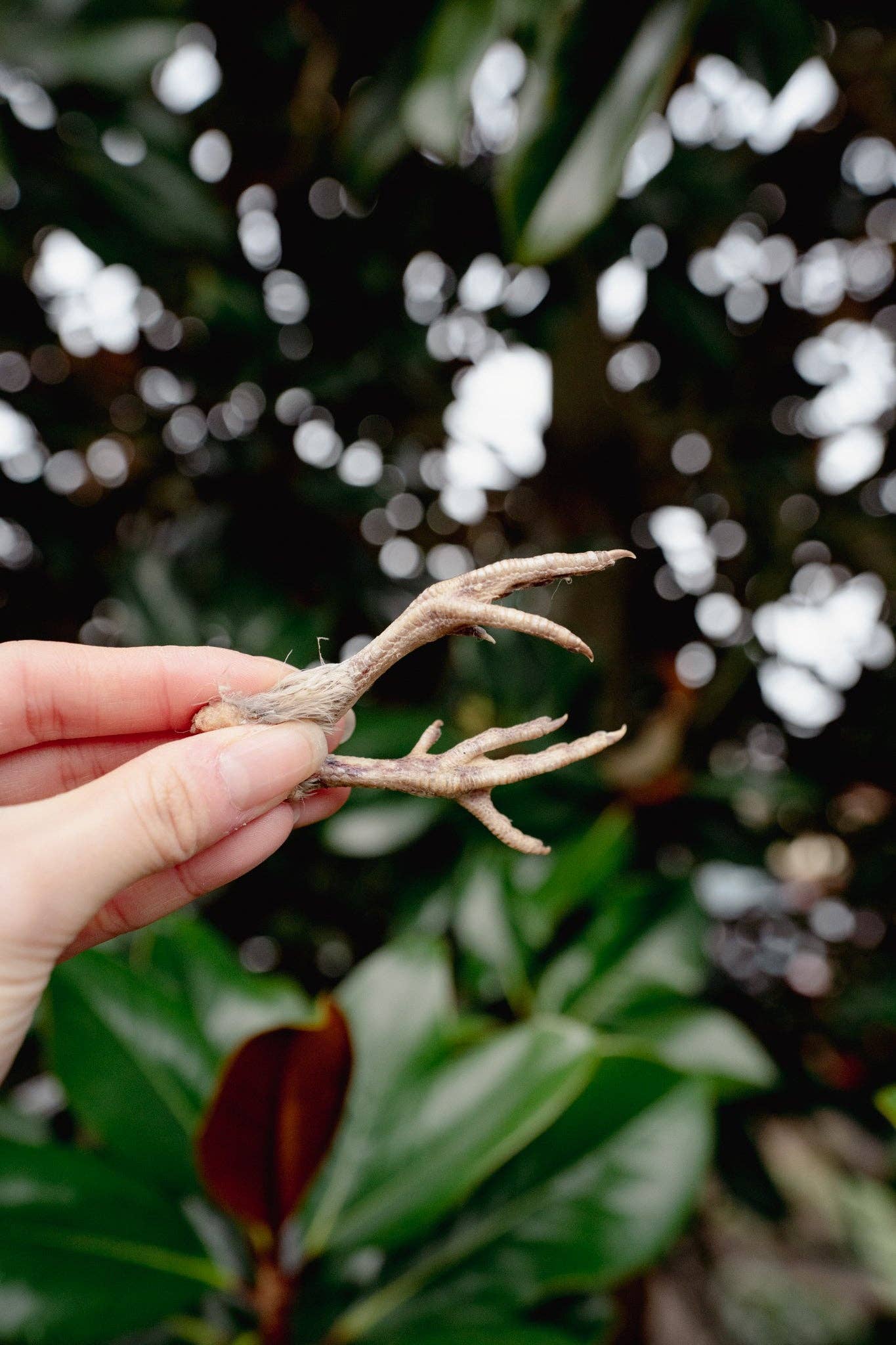 Love Liparu - Wholesale Pet Treats - Dog - QUAIL FEET | Freeze-Dried Dog + Cat Treat0