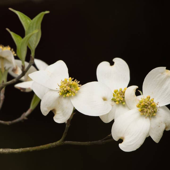 Dogwood Silhouette, matted and signed photograph for wholesale by Wren