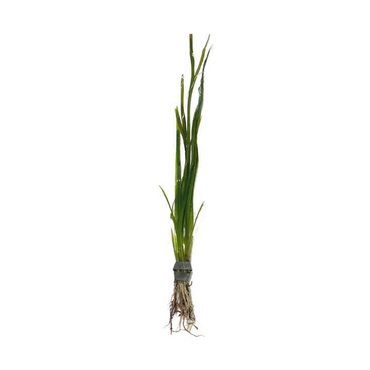 Vallisneria Italian for wholesale by Wetplants