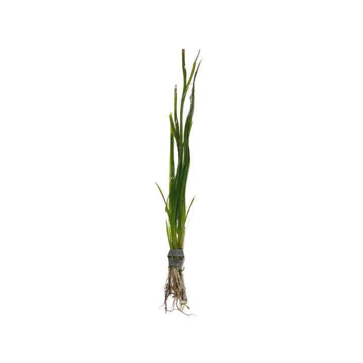 Wetplants - Wholesale Live Plant - Vallisneria Italian