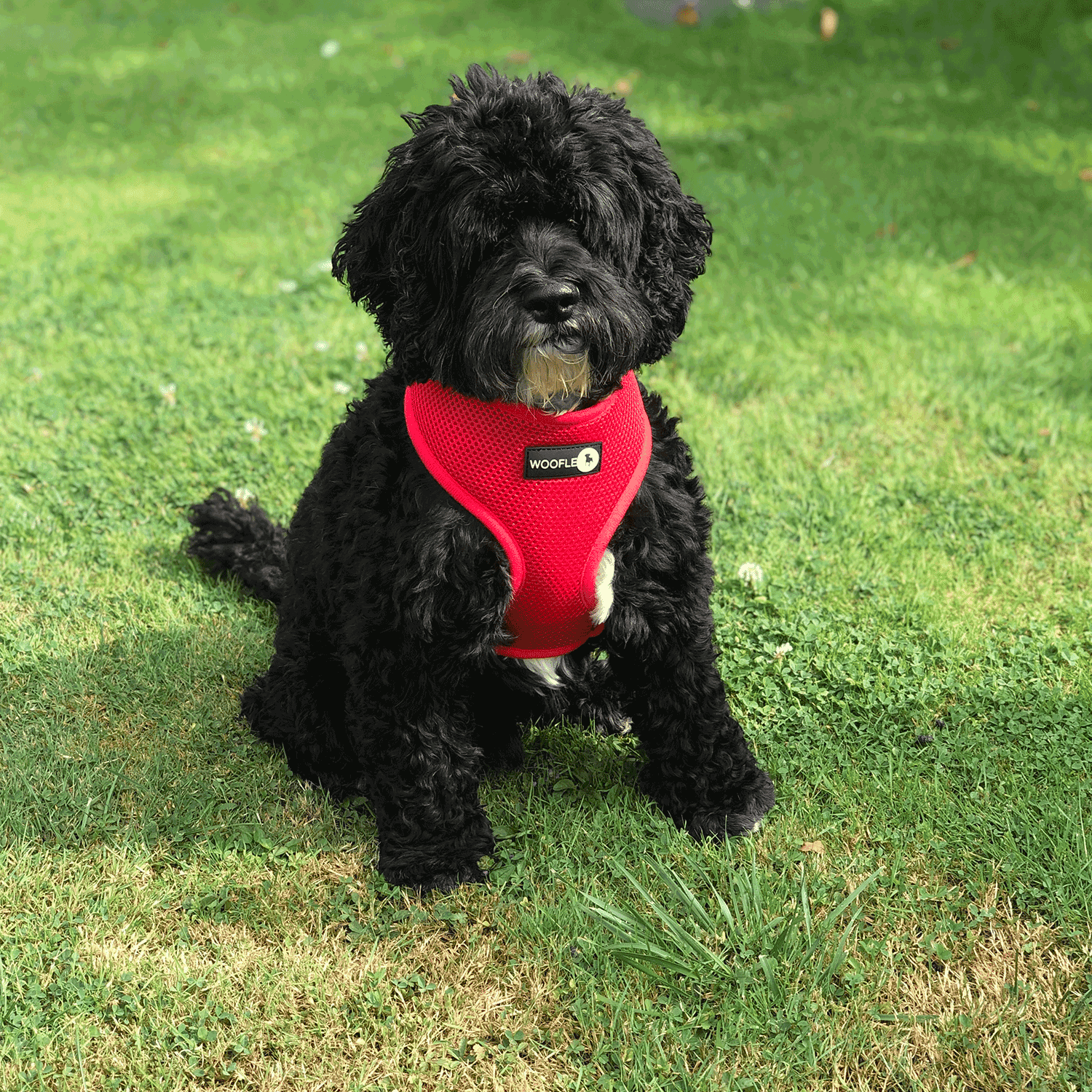 Woofles - Venta al por mayor Arnés - Perros - Arnés doble para perros AirMesh - Rojo6