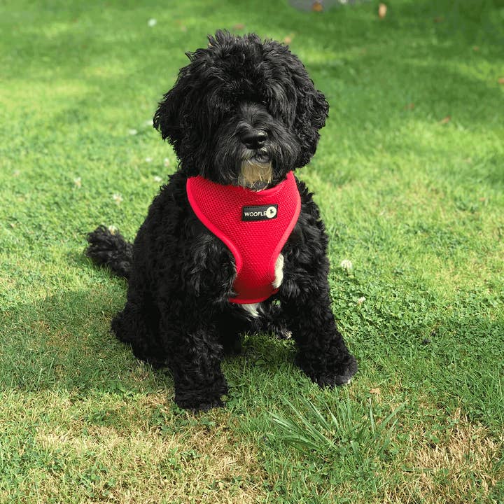 Woofles - Venta al por mayor Arnés - Perros - Arnés doble para perros AirMesh - Rojo6