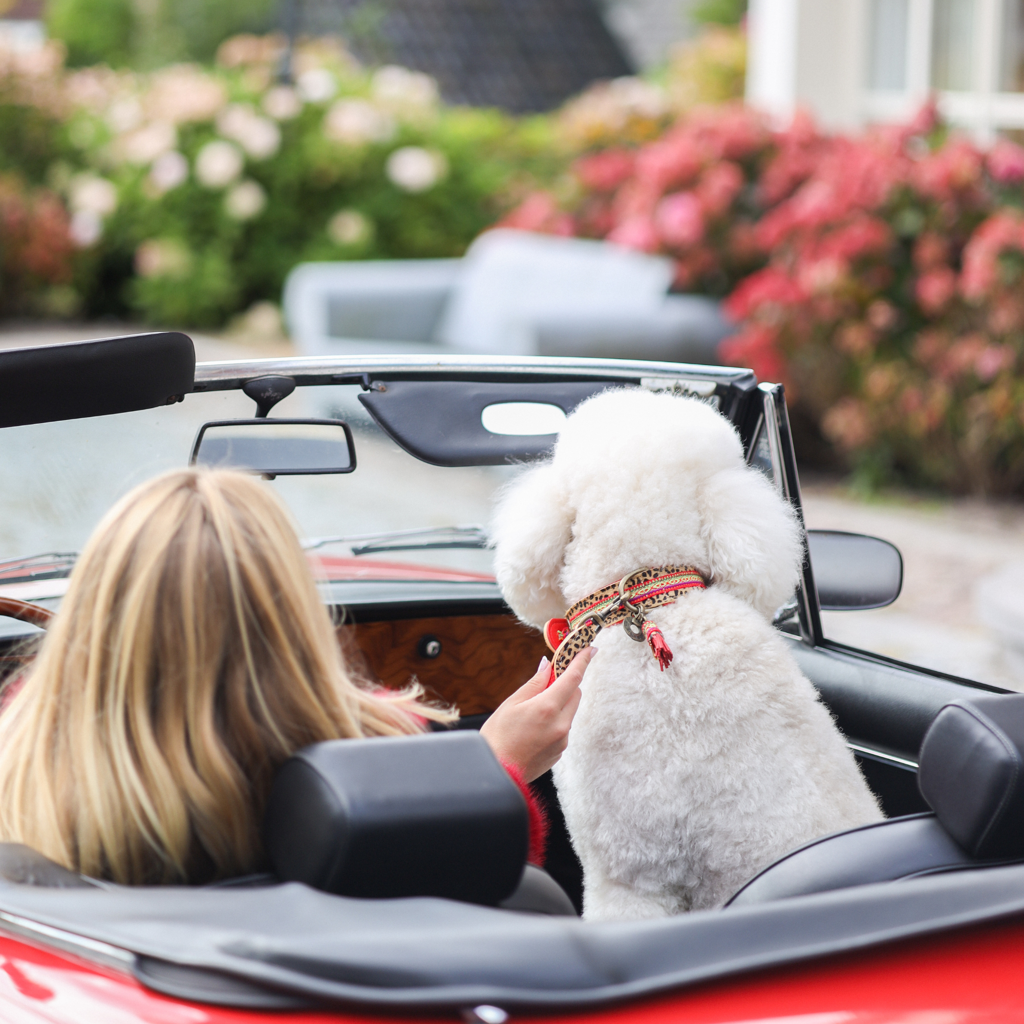 Dog with a Mission - Wholesale Pet Collar - Dog - Gypsy Necklace5