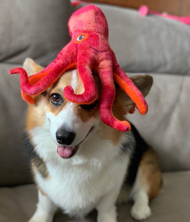 Pet Palette Distribution - Wholesale Pet Plush Toy - Dog - SnugArooz Olivia the Octopus Plush Dog Toy 11"3