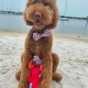 Spunky Pup – Engroshandel Tøjdyr - Hund – Spunky Pup Clean Earth plyslegetøj – 100 % bæredygtigt og genanvendt24