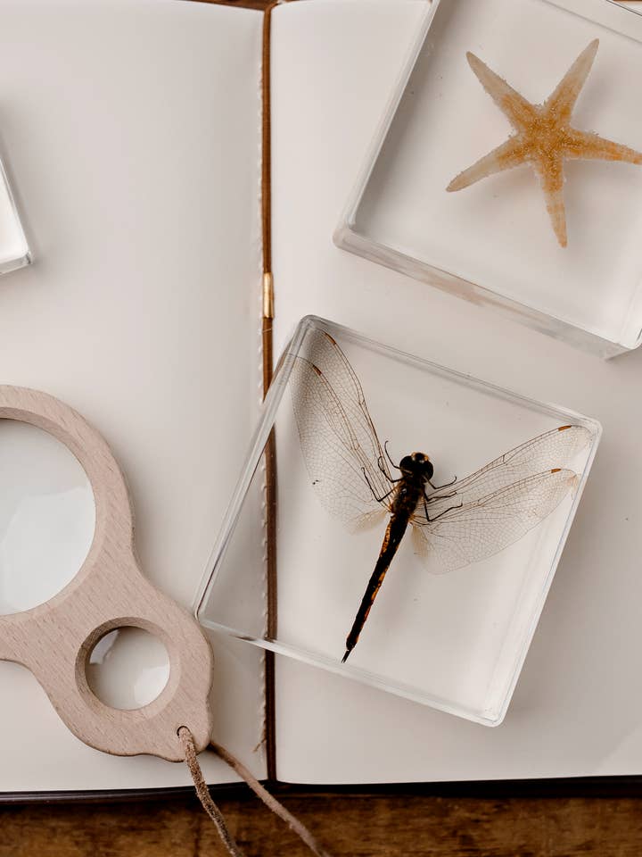 Ejemplar de libélula para venta al por mayor de Our Earth Life