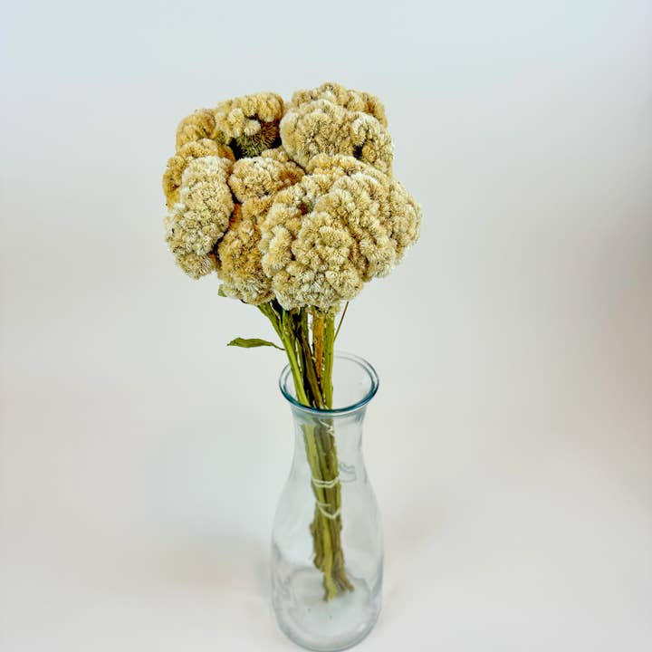 Lovejoy Farms Premium Dried Flowers - Vendita all'ingrosso Fiori secchi/pressati - Cresta di gallo (Celosia) – Palomino / Buff1