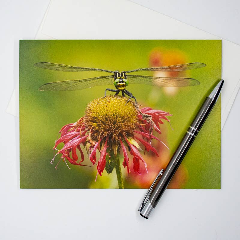 Wren - Wholesale Everyday Greeting Card - Dragonfly and Coneflower (Blank inside) Greeting Card3