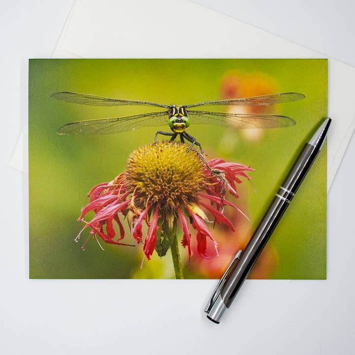 Wren - Wholesale Everyday Greeting Card - Dragonfly and Coneflower (Blank inside) Greeting Card3