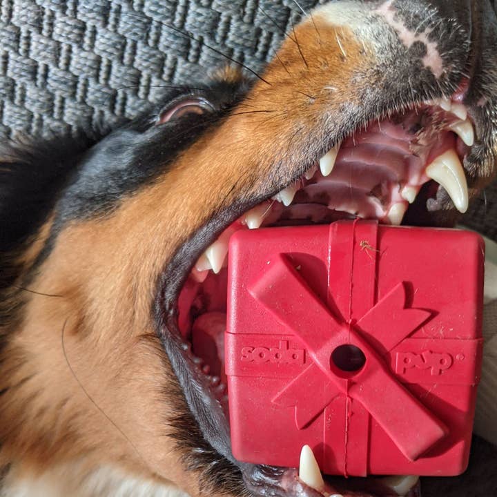 Rover Pet Products - Wholesale Pet Chew Toy - Dog - Gift Box - Chew and Enrichment Toy3