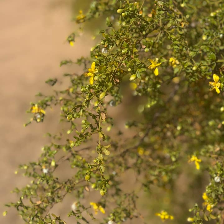 1lb of Fresh Cut Bulk Creosote (Chaparral) for wholesale by Ancestral Solskin