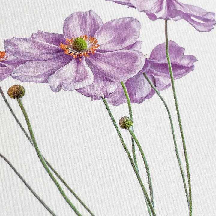 Canonbury Press – Großhandel Grußkarten für den Alltag – Anemone Grußkarte | Geburtstagskarte | Luxus-Karten3