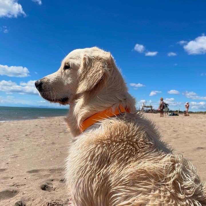 Splash By Happy - Wholesale Pet Collar - Dog - Biothane® clip necklace28