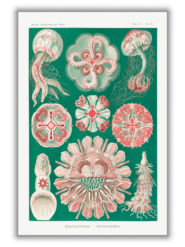 Discomedusae–Scheibenquallen IIII by Ernst Haeckel for wholesale by Stanley Print House