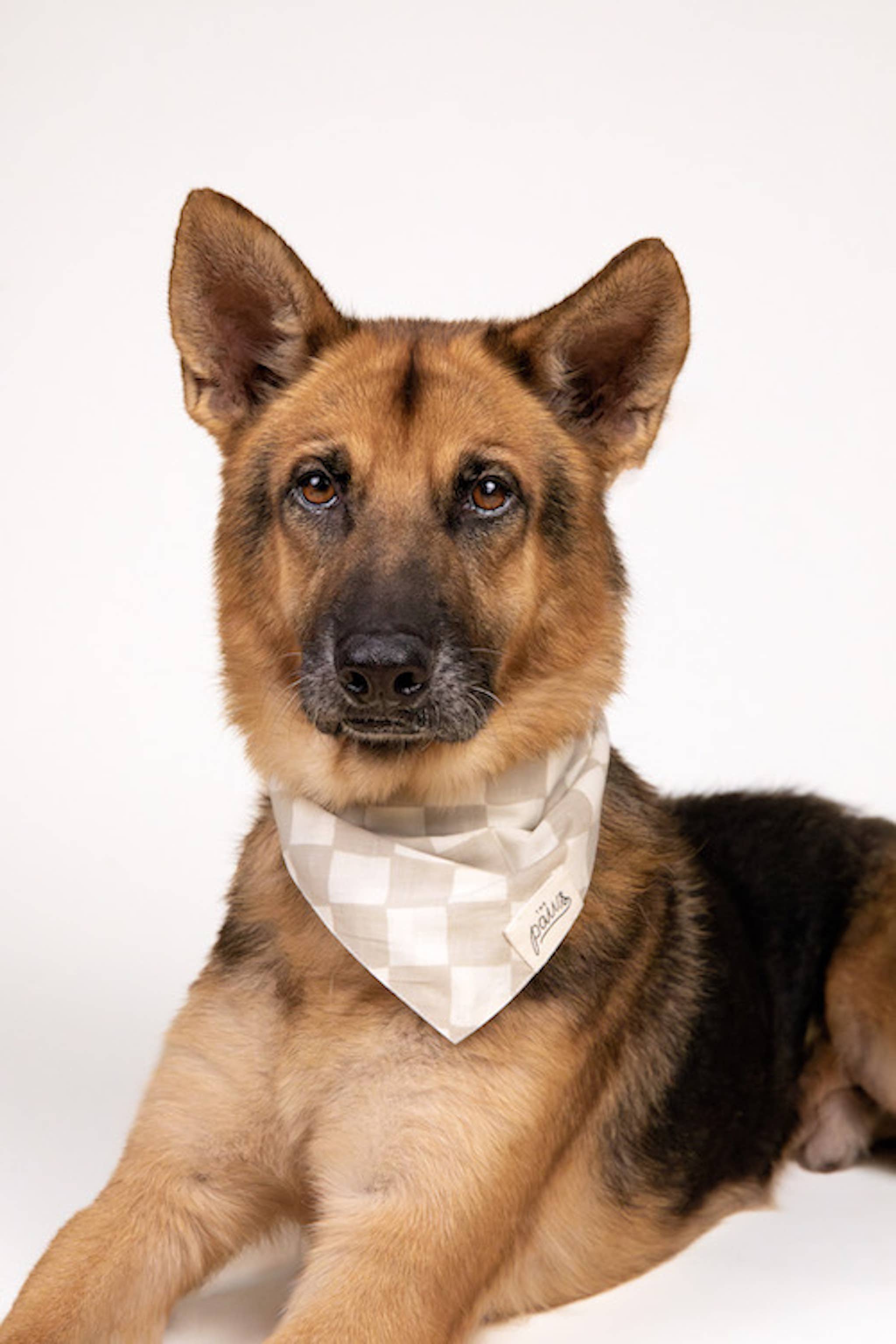 The Paws – Engroshandel Bandana - Hund – Checkers hundehalstørklæde3