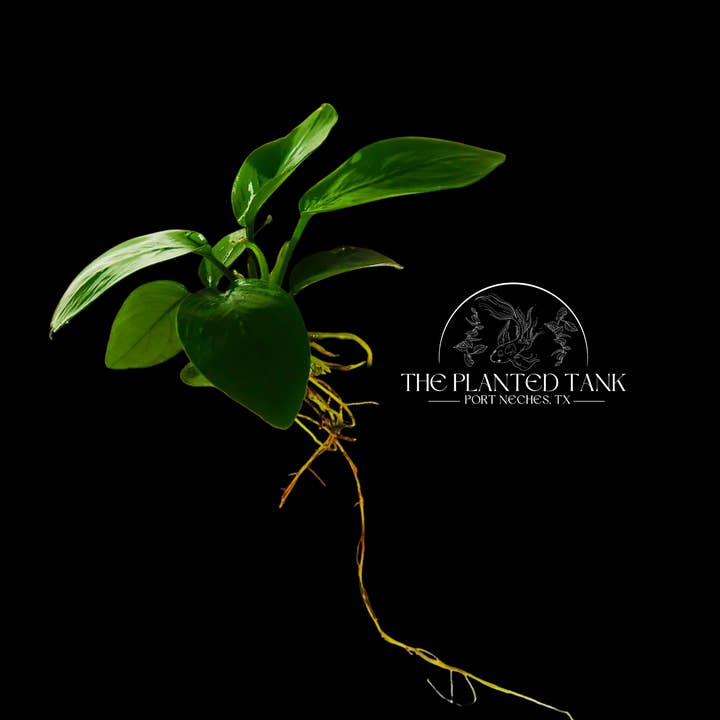 Anubias Nana ~ Bare Root Plant ~ Medium for wholesale by The Planted Tank
