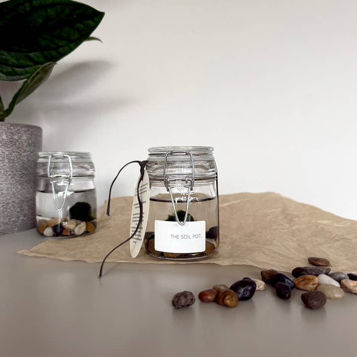 The Soil Pot – wholesale Live plant – Marimo Moss Ball Jar