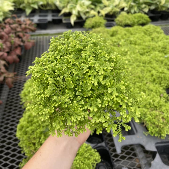 Thorsen's Greenhouse - Wholesale Live Plant - Gold Club Moss Fern - 4" Live Plant1