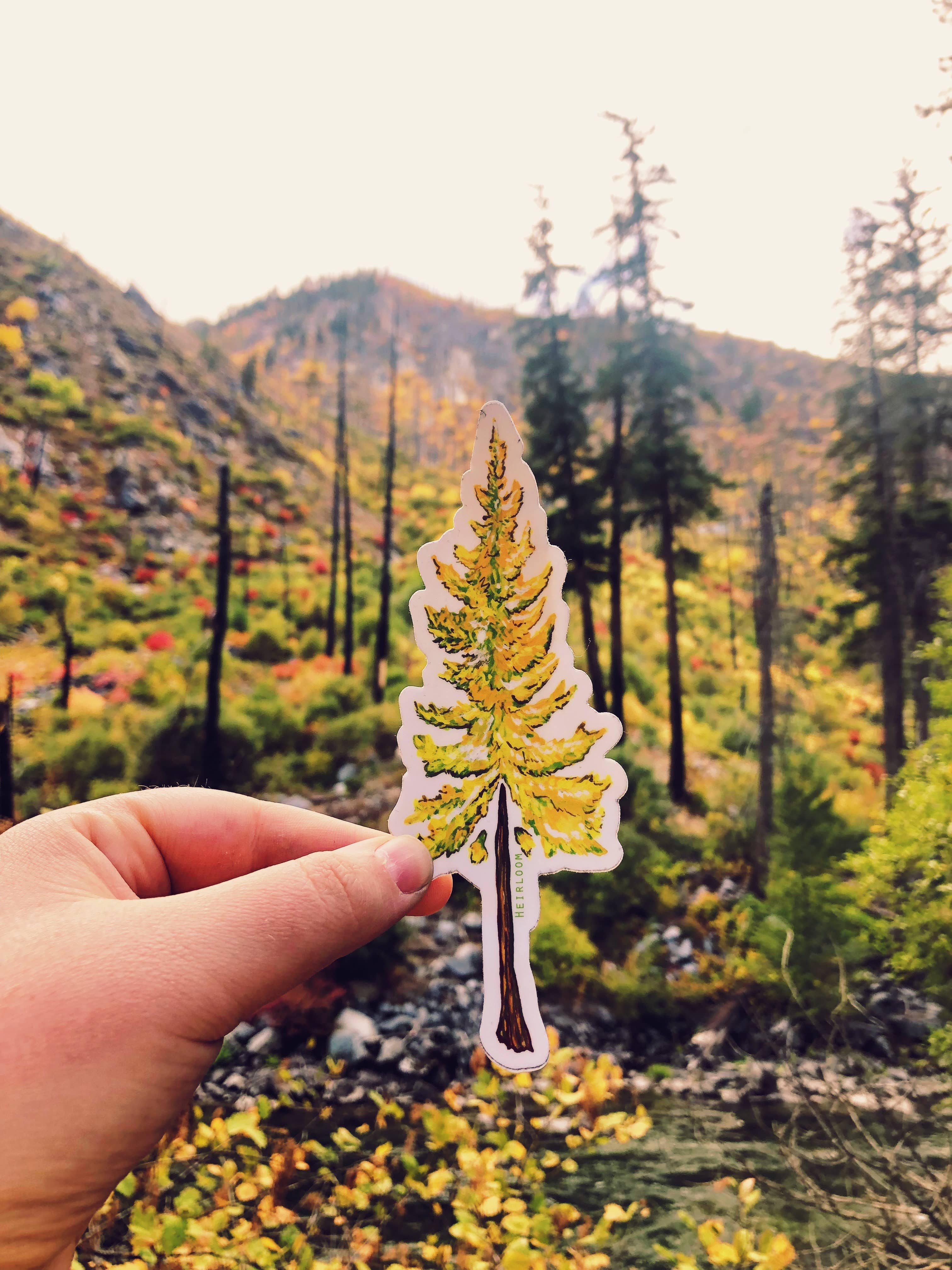 Heirloom Design Co. - Vendita all'ingrosso Adesivo - Adesivo per albero di larice - Tamarack Sticker2