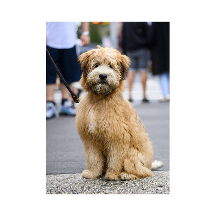Biglietto di auguri Mugsy The Wheaten Terrier per la vendita all'ingrosso da parte di The Dogist