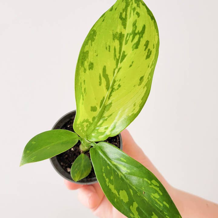 Dieffenbachia CROCODILE for wholesale by Miniplanta