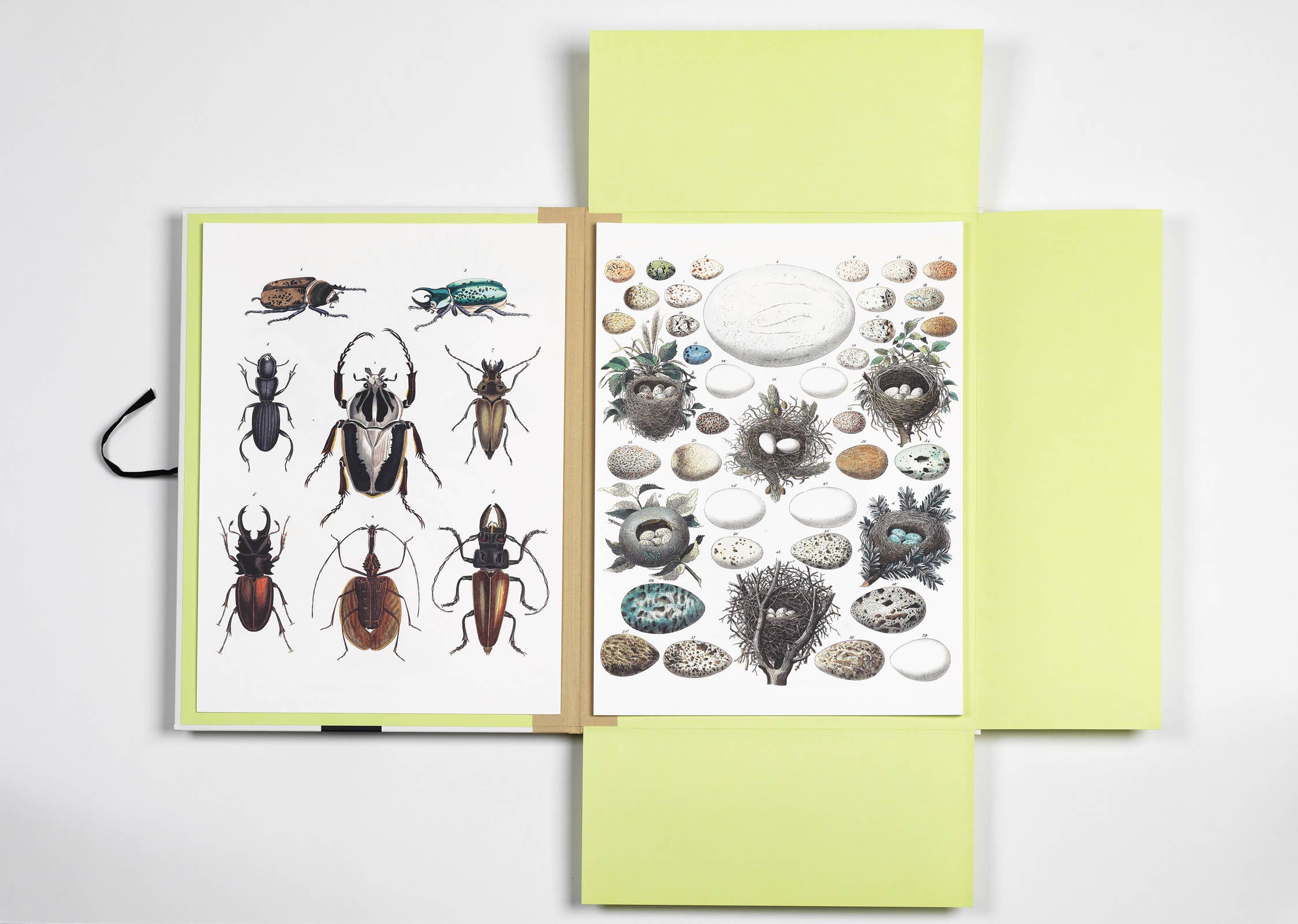 Pepin Press – wholesale Art print – Natural History Art Portfolio - 8 museum-quality art prints6