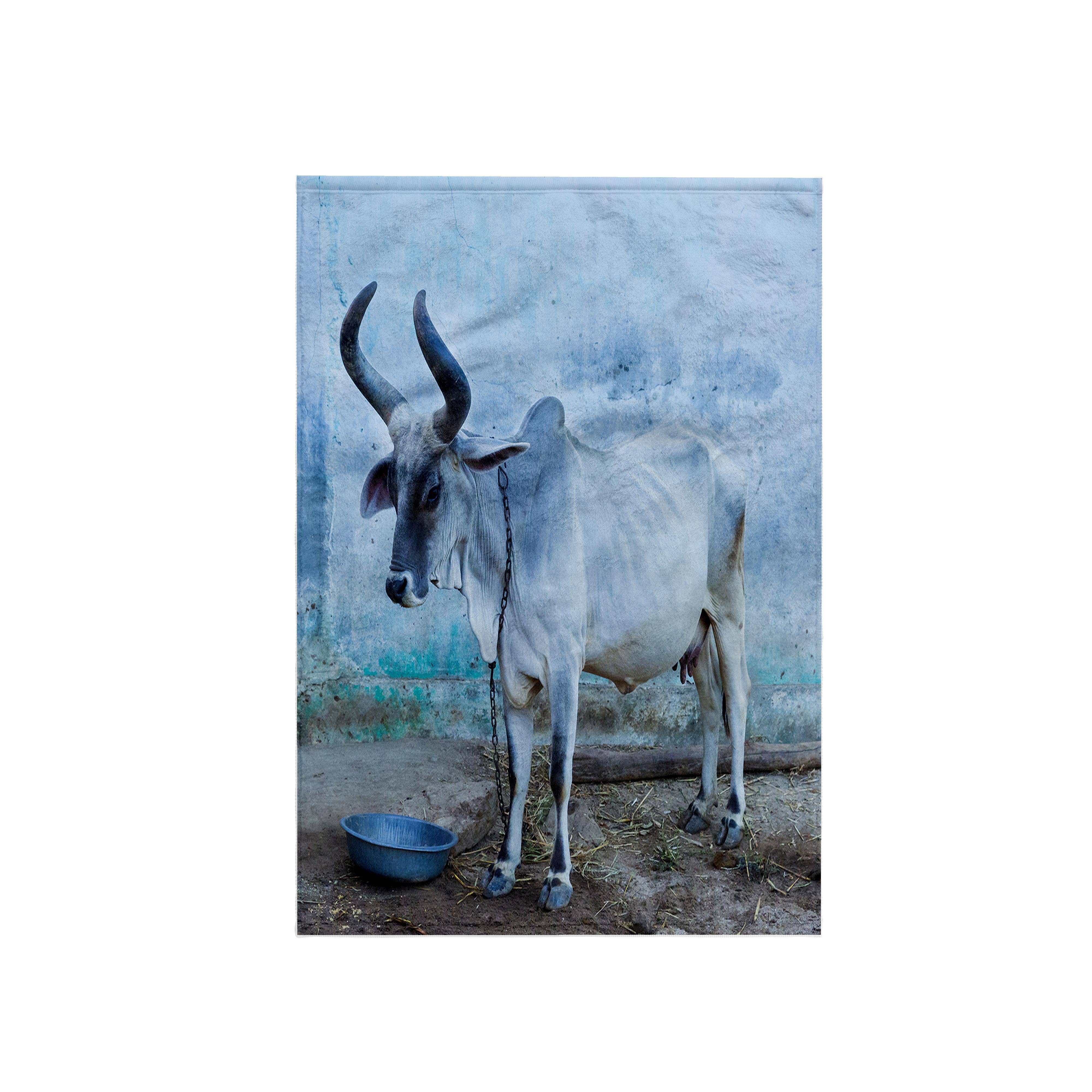 3dRose - Wholesale Bath towel - 3dRose, India. Kankrej Cattle., Towel0