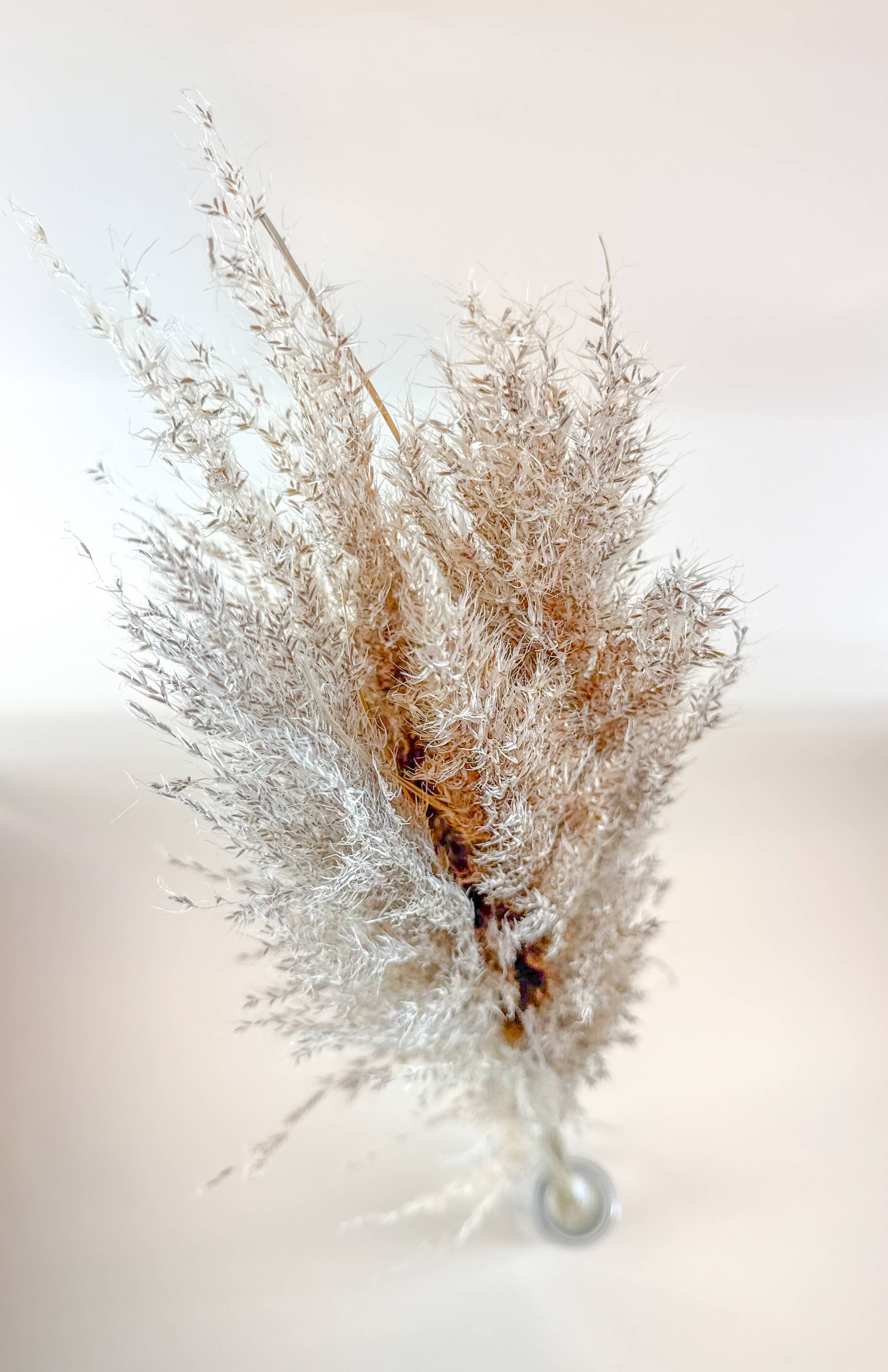 Lovejoy Farms Premium Dried Flowers - Wholesale Dried/Pressed Flowers - Pampas Grass (5 Stem) – Natural Dried Grass for Décor3