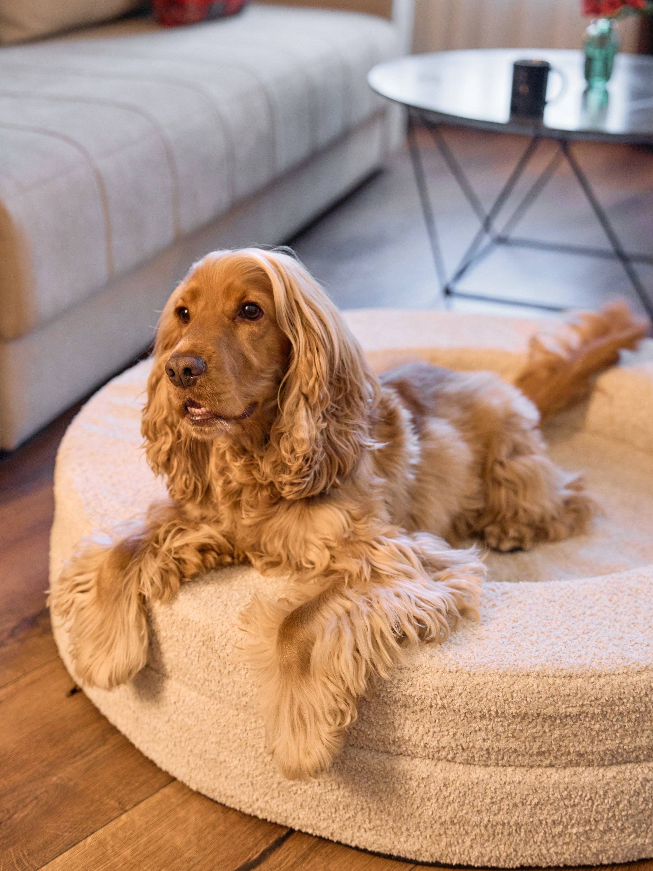 Dukier - Vente Panier – chien - Dukier Lit pour Chien Orthopédique avec Matelas Mémoire de Forme7