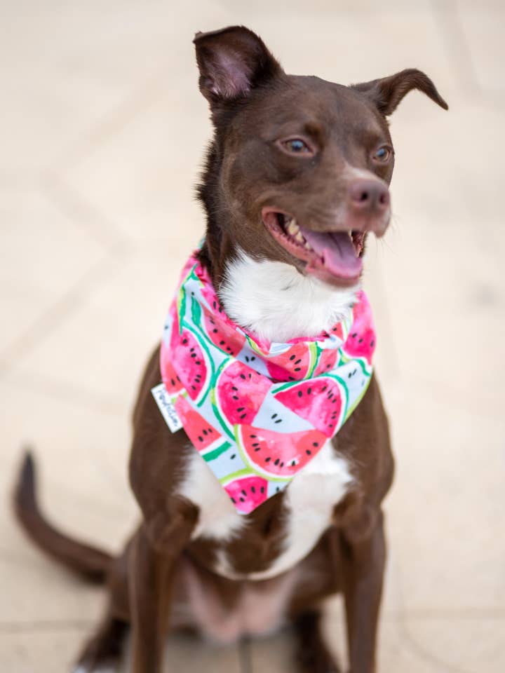 Watermelon Dog Bandana for wholesale by Pawfection