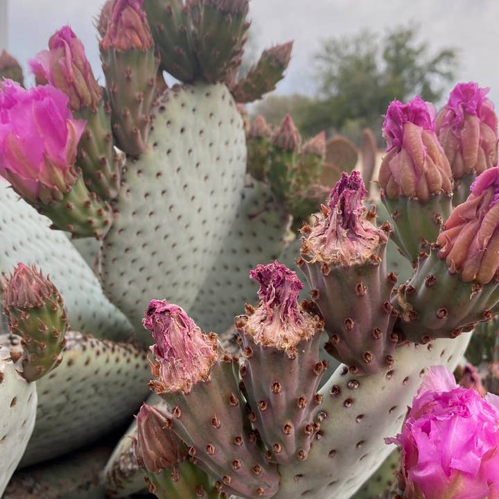 Naked Fig - Wholesale Bar Soap - Arizona Prickly Pear7