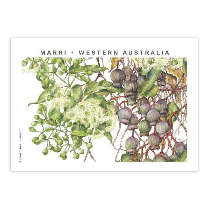 Postcard: Marri - Western Australia for wholesale by STUDIO NIKULINSKY