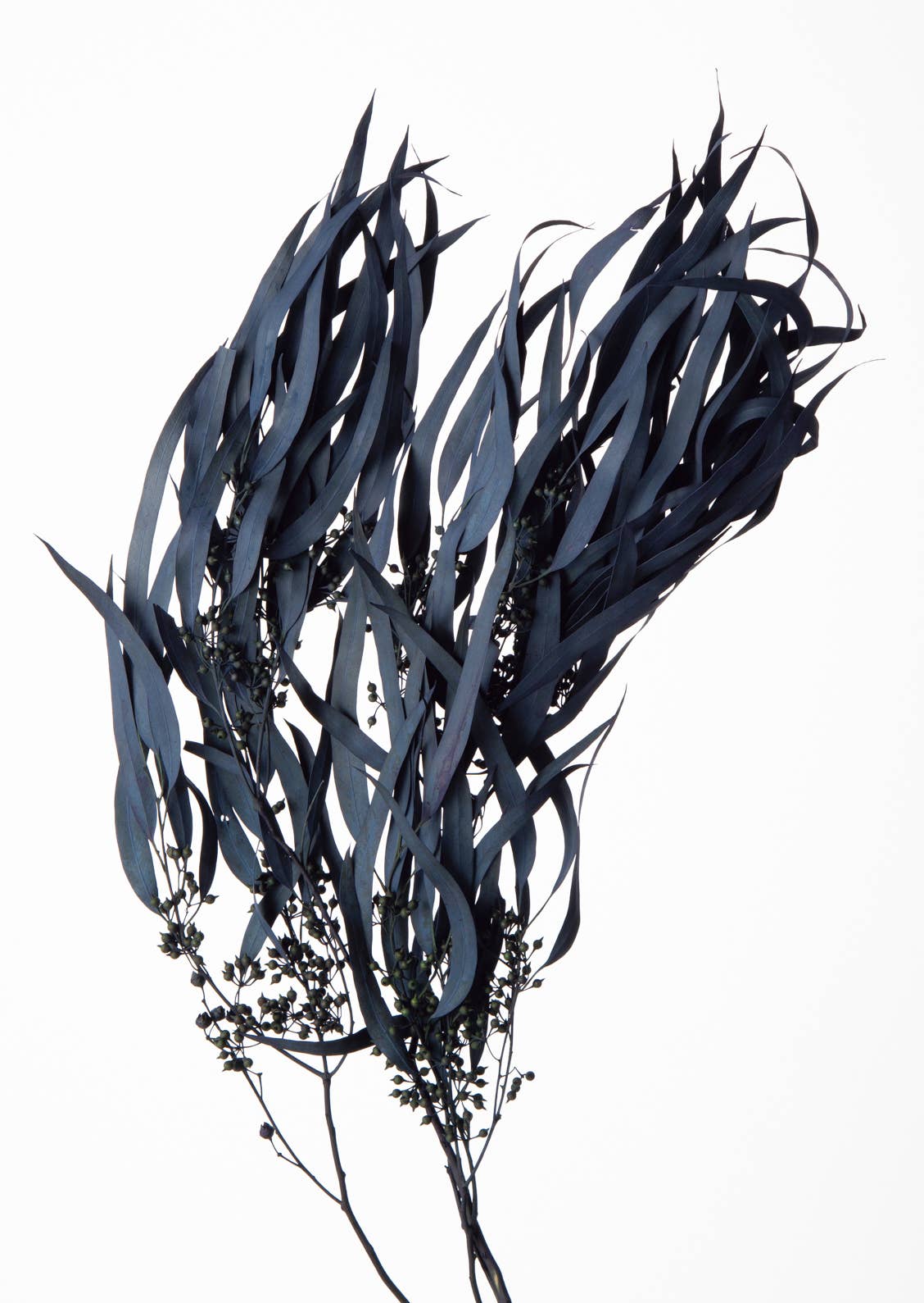 2626 Designs - Wholesale Dried/Pressed Flowers - Dried Preserved Eucalyptus Exotica with Leaf|Realistic Decor5